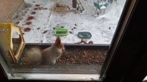 с крещенским сочельником