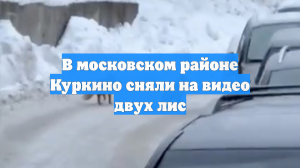 В московском районе Куркино сняли на видео двух лис