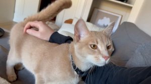 Милейшая кошечка обожает разговаривать со своим человеком