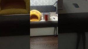 5 ночей с пронько 2 1ночь