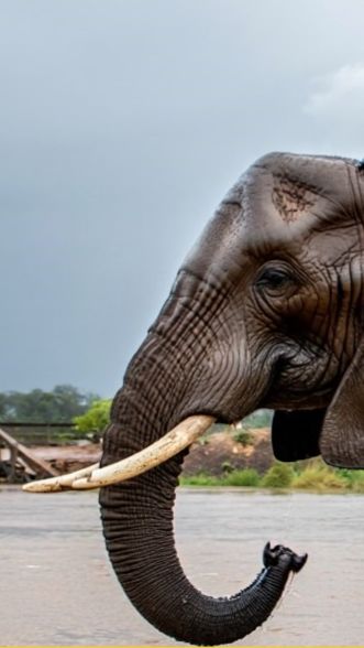 Слониха спасла детеныша . смотреть онлайн