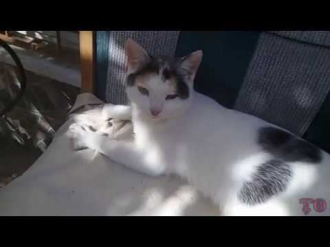 НАША ДВОРОВАЯ КОШКА ПРИВЕЛА СВОЕГО КОТЕНКА НА ПРОПИТАНИЕ смотреть онлайн