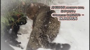 ДНЕВНИК лесного кота БАРСИКА: «Навалял САЖИКУ!» - 18.01.2026