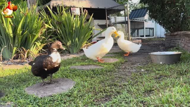 Забавные утки мускусные и пекинские на свободном выгуле со своими друзьями ч.(343) ❣️🤗😂 смотреть онлайн