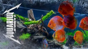 Охлаждение аквариумной воды летом: кулеры, чиллеры, Пельтье и пивная тара!