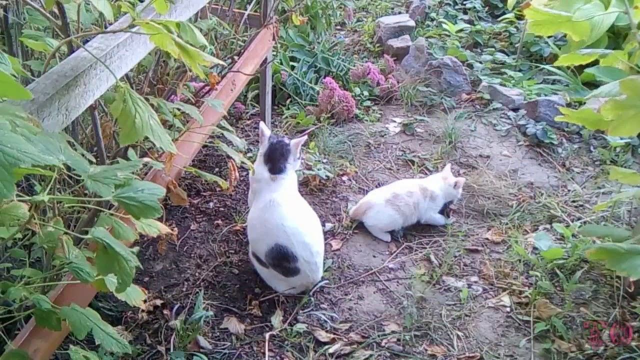 КОШКА УЧИТ СВОЕГО КОТЕНКА ОХОТИТЬСЯ НА ДИЧЬ смотреть онлайн