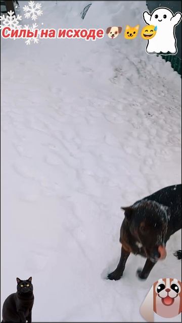 Силы на исходе🐶 🐱😅 смотреть онлайн
