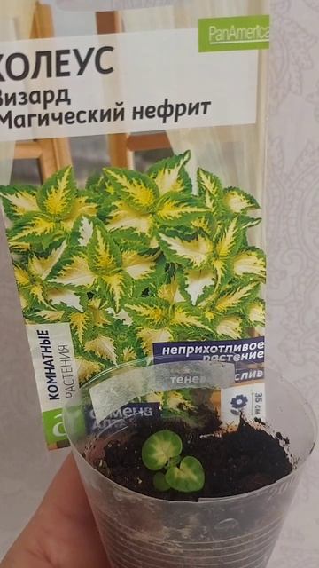 Колеусы из семян подрастают💛 смотреть онлайн