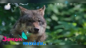 Закон тайги.