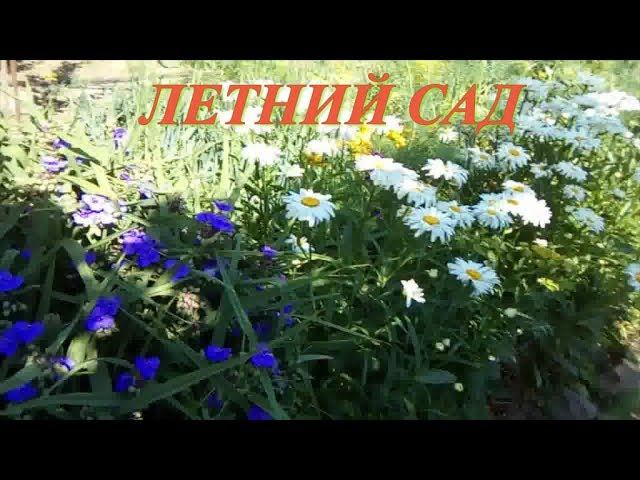 ПРОГУЛКИ ПО САДУ С ВНУКОМ ИЮНЬ 2017, ОБЗОР ЛЕТНИХ ЦВЕТОВ смотреть онлайн