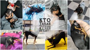 15/26. Все про нашу собачку❤️//Привычки, особенности, питание, характер// Mariya VD LIFE.