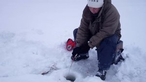 ловим Ельца 2