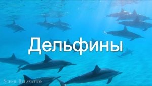 Дельфины 4K - Подводный тур под релакс-музыку