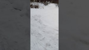 Шенген не дали! Кто зимует на нашей даче вместе с нами? История дрозда отказника и философа кота!