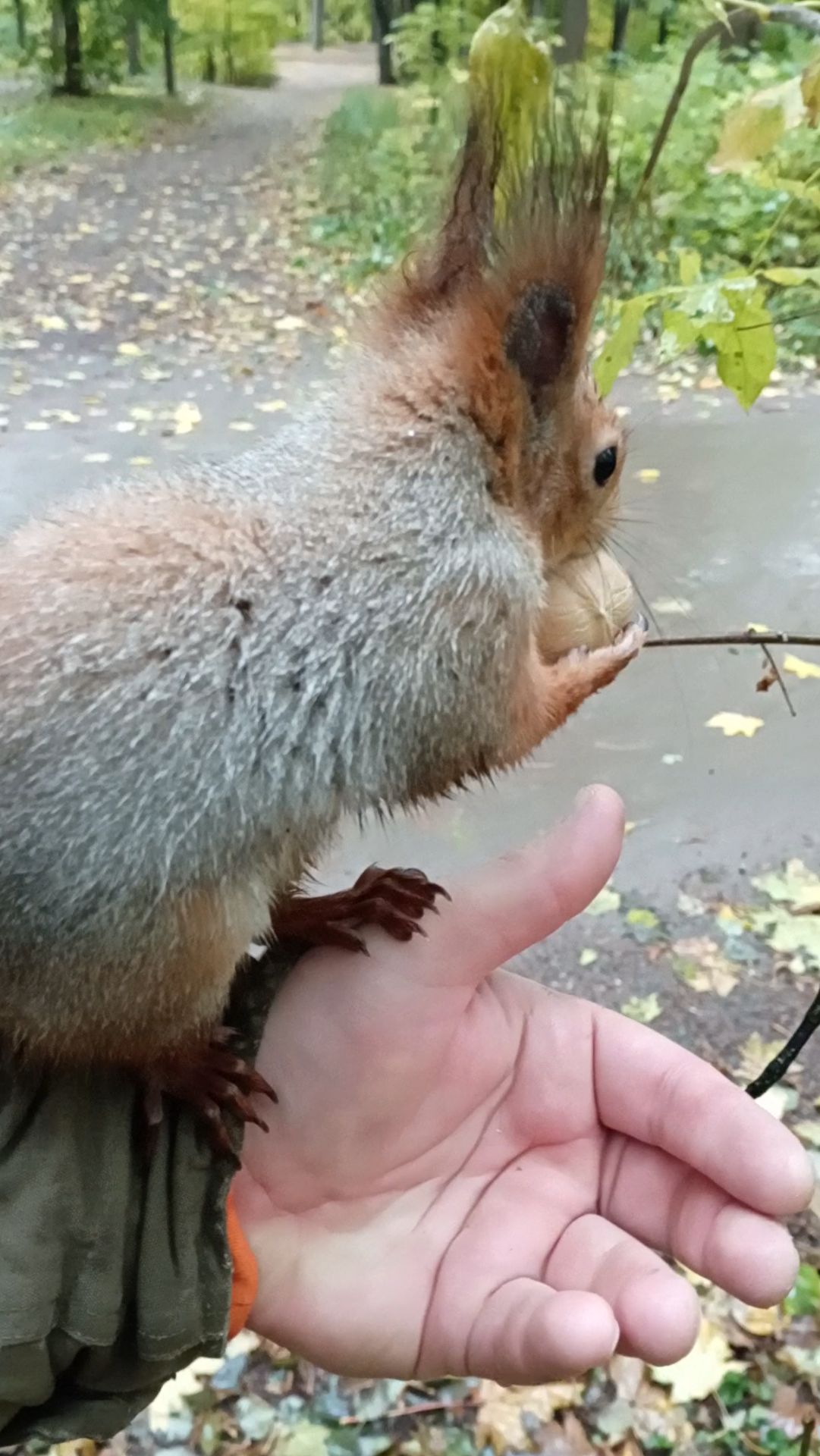 Белке очень нужен орешек. Октябрь 2023 смотреть онлайн