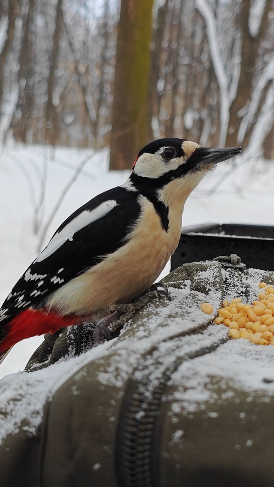 Дятел смотреть онлайн