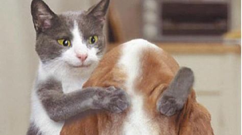 Вы умрёте от смеха, глядя на этих котов 🤣 Смешные видео с животными. смотреть онлайн