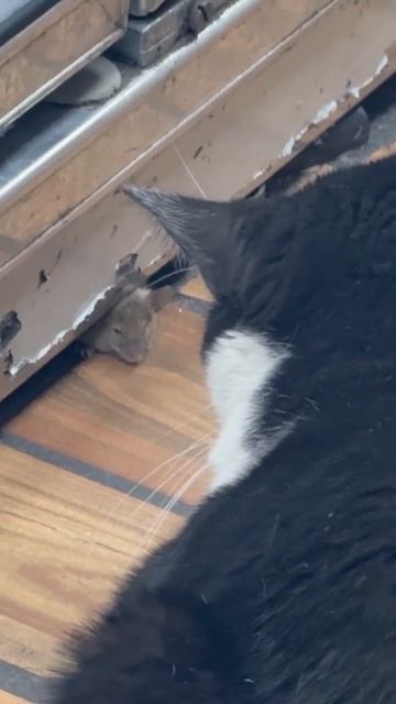 ведутся переговоры