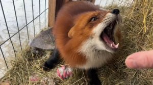 Лиса-Алиса. Игнис защищает добычу