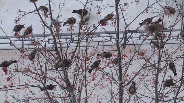 Дрозды-рябинники смотреть онлайн