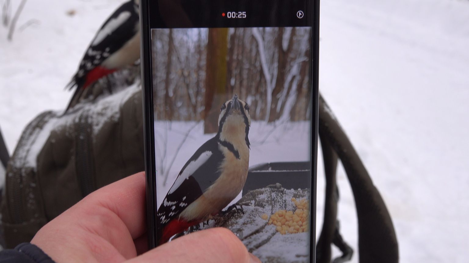 Дятлы. Неудачная съёмка смотреть онлайн
