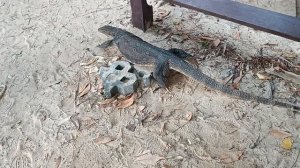 Водяной варан, пляж Пра Нанг, побережье Краби, Таиланд (Water Monitor Lizard, Phra Nang Beach, Crabi