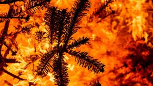 Жители Киева жгут новогодние елки, чтобы согреться на фоне блэкаута