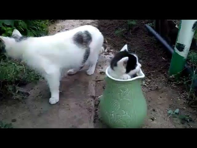 ПРИКОЛЫ С НАШИМИ КОТЯТАМИ, КОТЕНОК В КУВШИНЕ смотреть онлайн