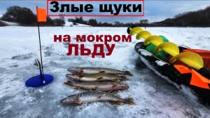 ⭐️Злых Щук поймали на мокром льду⚡️ Зимняя рыбалка-2026 на Диком пруду и ЖЕРЛИЦЫ !!!