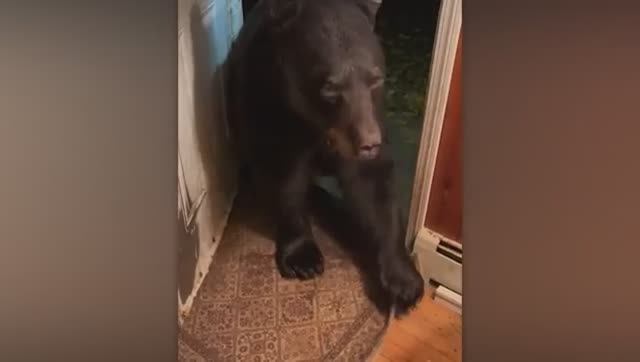 КОГДА ЖИВОТНЫЕ САМИ ВЫБИРАЮТ СЕБЕ ХОЗЯЕВ САМЫЕ ЗАБАВНЫЕ ВИДЕО. смотреть онлайн