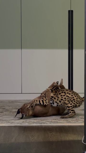 Каракет и Сервал игра диких кошек смотреть онлайн