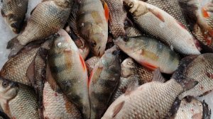 ГЛУХОЗИМЬЕ.УДАЧНОЕ МЕСТО КАРАСЬ,ОКУНЬ,ЯЗЬ.