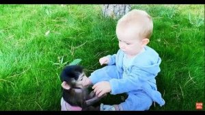 Ангелина и Люся научились очень шустро СОБИРАТЬ ШЕЛКОВИЦУ, а  Каролина им помогает!