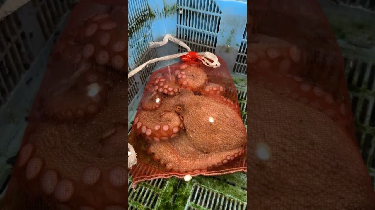 Крупнейший В Мире Рыбный Рынок (Ник ДиДжованни | Nick DiDgiovanni) смотреть онлайн