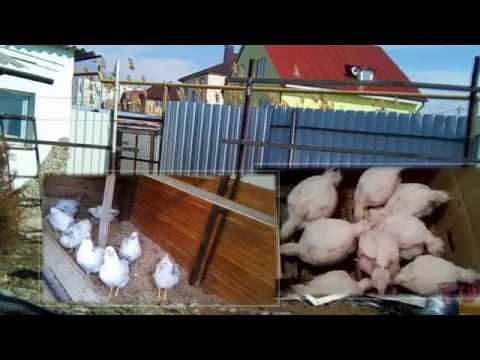 ЦЫПЛЯТА БРОЙЛЕРЫ ПОДРАСТАЮТ ИМ УЖЕ МЕСЯЦ смотреть онлайн