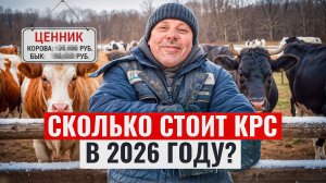 СДЕЛАЛ ЭТО!!! Купил 5 телок ГЕРЕФОРД. Зачем и почём?