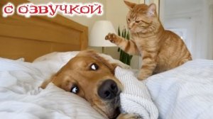 Приколы с котами! С ОЗВУЧКОЙ! СМЕШНЫЕ КОТЫ! Самые смешные животные! До слёз