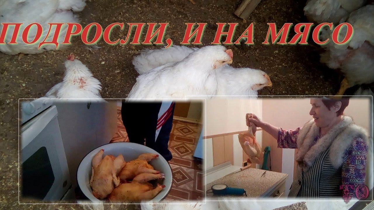 КУРЫ БРОЙЛЕРЫ ВЫРОСЛИ, МОЖНО И НА МЯСО смотреть онлайн