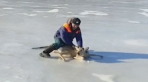 В Саратовской области спасли застрявшую на льду косулю