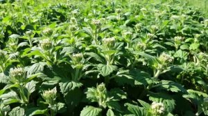 МЕЛИССА В КУЛИНАРИИ