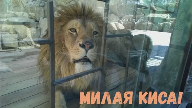 Король лев смотреть онлайн