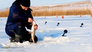 БЕШЕНАЯ ЩУКА не дает опустить живца! Зимняя рыбалка на жерлицы! Ловля на балансир!
