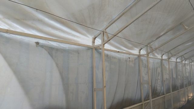 Теплица по Митлайдеру. Укрыта плёнкой светлица.
