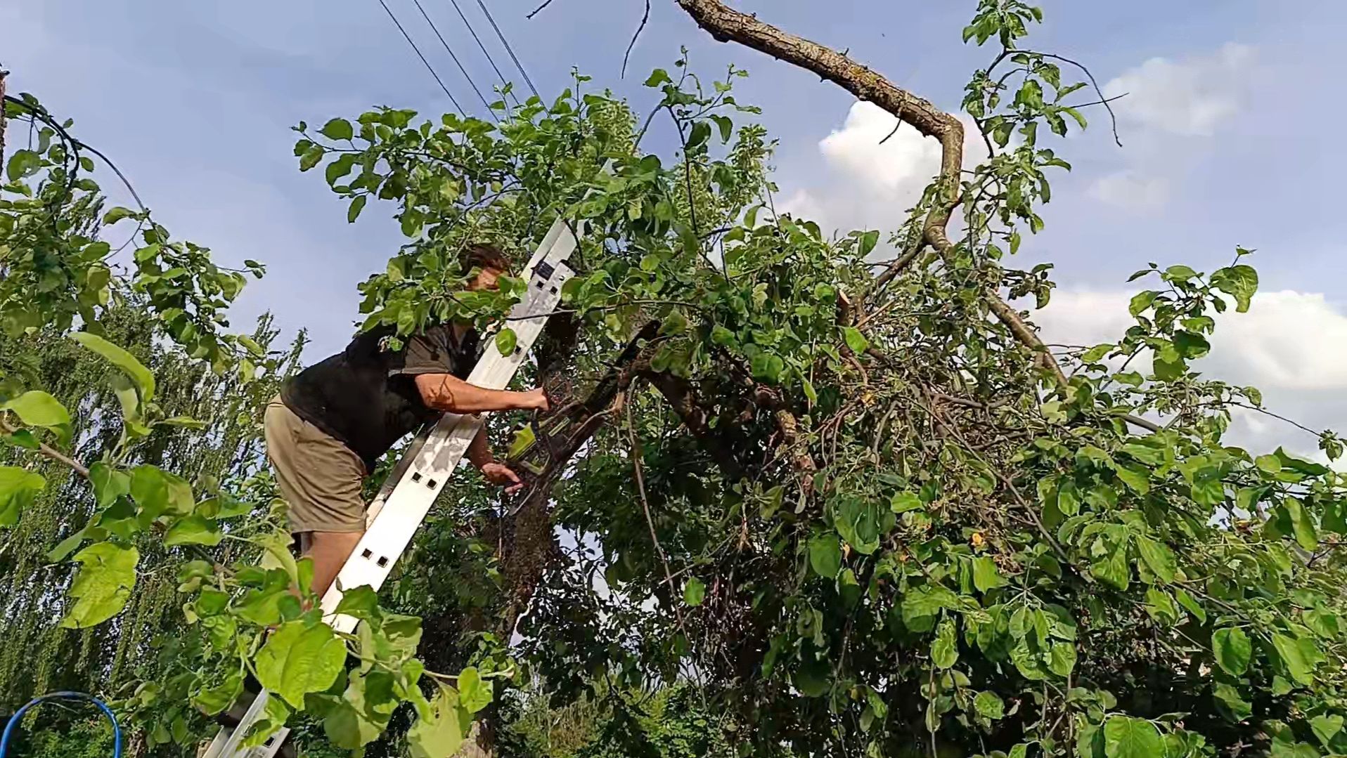 Каким способом обрезать старое дерево в весну. Забытый способ обрезки яблони. Конечный результат смотреть онлайн