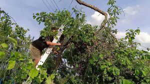 Каким способом обрезать старое дерево в весну. Забытый способ обрезки яблони. Конечный результат