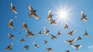 На крыльях судьбы.