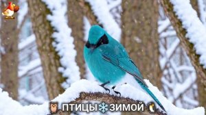 Птицы зимой в лесу 🐦_⬛🦉🦅 видео для отдыха душой 🌲(26)