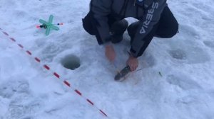 поимка форели на жерлицу