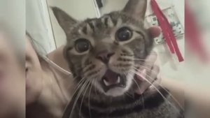 Смешные видео с ЖИВОТНЫМИ 😂 | Самые смешные кошки и собаки