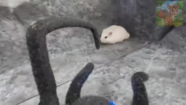 Маленький Хомячок на Хэллоуин встречает Страшного Паука смотреть онлайн